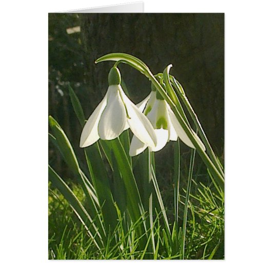 Sunlit Snowdrops Card (Front)