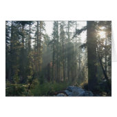 Sunlit Solitude (Front Horizontal)