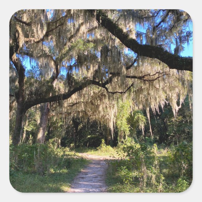 Sunlit Spanish Moss Square Sticker (Front)