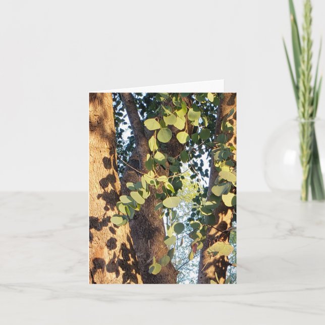 sunlit spill of eucalyptus greeting card (Front)