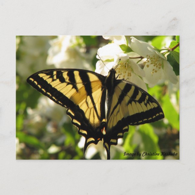 Sunlit Swallowtail on Mock Orange Postcard (Front)