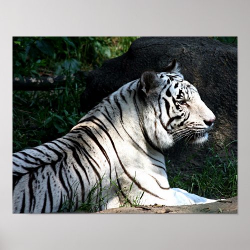 Sunlit tiger poster