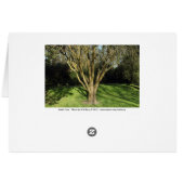 Sunlit Tree (Bordered) Cards (Back Horizontal)