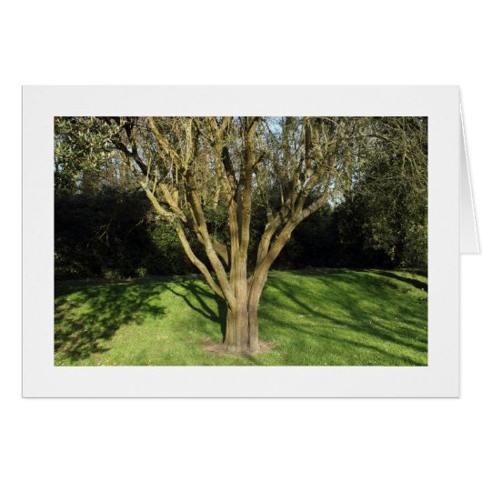 Sunlit Tree (Bordered) Cards (Front Horizontal)