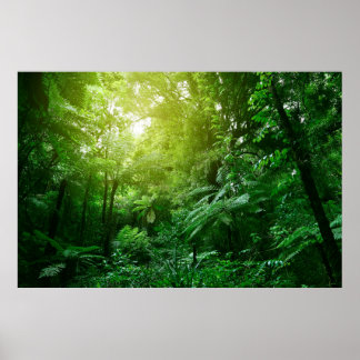 Sunlit tree canopy in tropical jungle poster