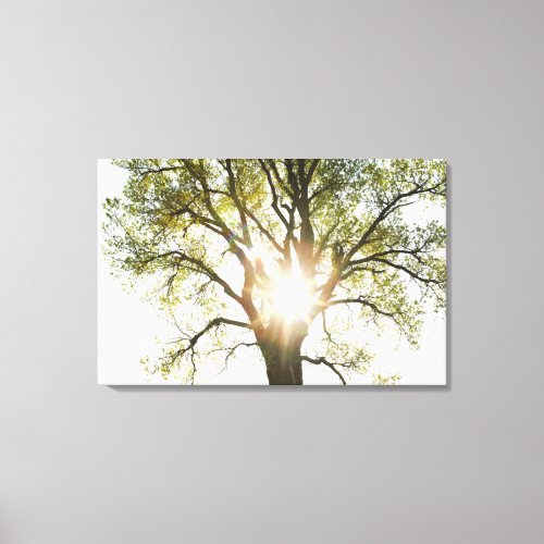 Sunlit Tree Canvas Print