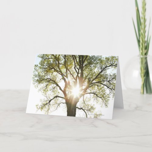 Sunlit Tree Card