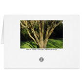 Sunlit Tree Cards (Back Horizontal)