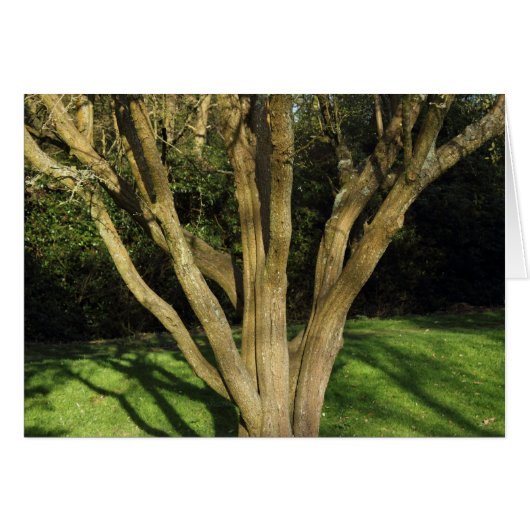 Sunlit Tree Cards (Front Horizontal)