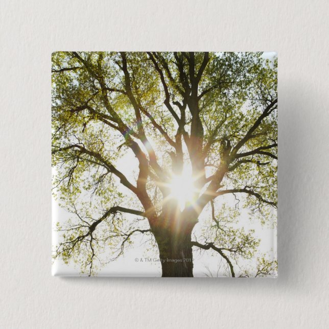 Sunlit Tree Pinback Button (Front)