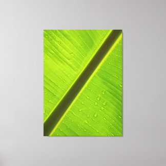 Sunlit Water Drops on Banana Leaf Canvas Print