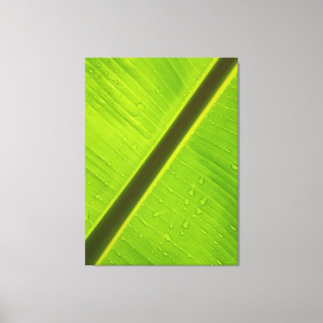 Sunlit Water Drops on Banana Leaf Canvas Print (Front)