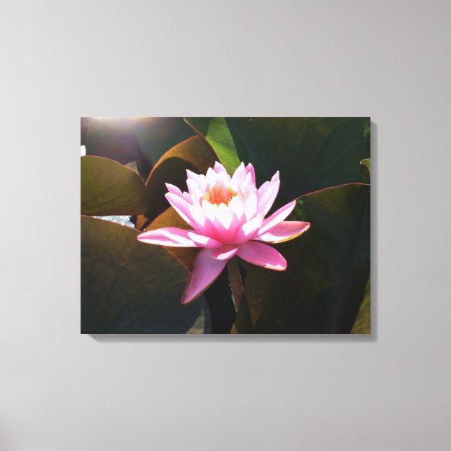 Sunlit Waterlily Pink Floral Water Garden Canvas Print (Front)