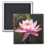 Sunlit Waterlily Pink Floral Water Garden Magnet