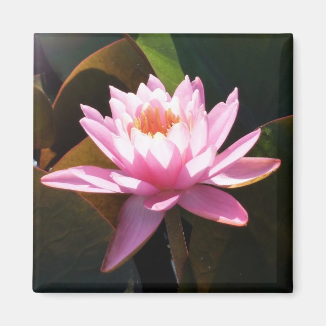 Sunlit Waterlily Pink Floral Water Garden Magnet (Front)