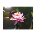Sunlit Waterlily Pink Floral Water Garden Postcard