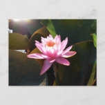Sunlit Waterlily Pink Floral Water Garden Postcard
