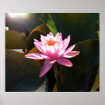Sunlit Waterlily Pink Floral Water Garden Poster