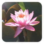 Sunlit Waterlily Pink Floral Water Garden Square Sticker