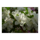 Sunlit White Azaleas Beautiful Spring Flowers