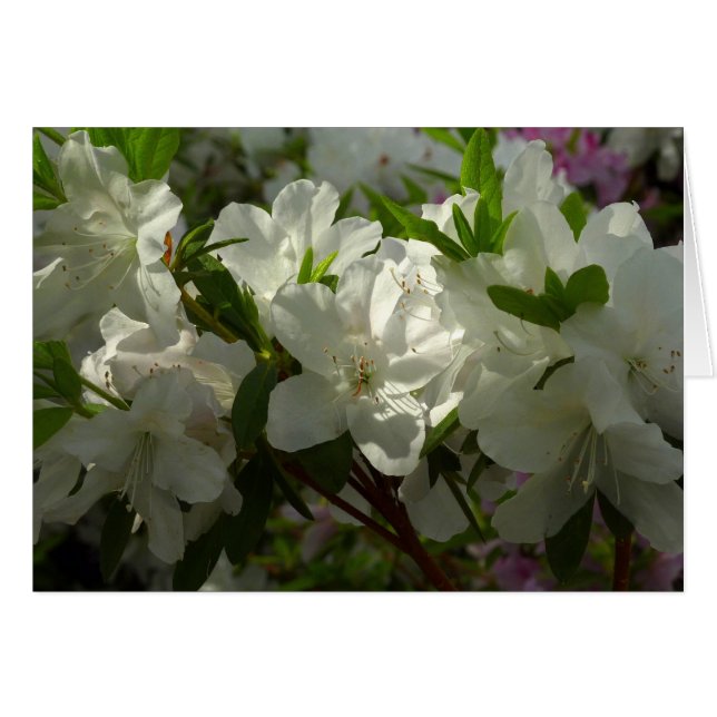 Sunlit White Azaleas Beautiful Spring Flowers Cards (Front Horizontal)