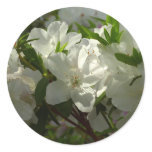 Sunlit White Azaleas Beautiful Spring Flowers Classic Round Sticker