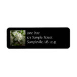 Sunlit White Azaleas Beautiful Spring Flowers Label