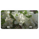 Sunlit White Azaleas Beautiful Spring Flowers License Plate