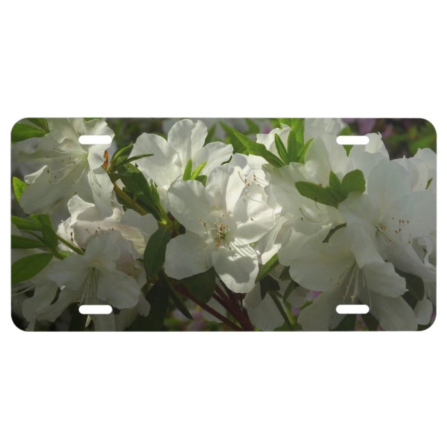 Sunlit White Azaleas Beautiful Spring Flowers License Plate (Front)