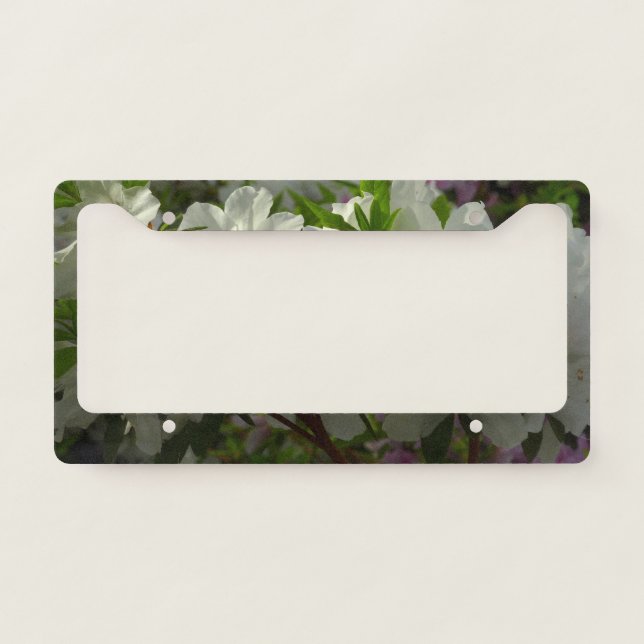 Sunlit White Azaleas Beautiful Spring Flowers License Plate Frame (Front)