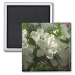 Sunlit White Azaleas Beautiful Spring Flowers Magnet