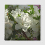 Sunlit White Azaleas Beautiful Spring Flowers Magnet