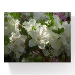 Sunlit White Azaleas Beautiful Spring Flowers Paperweight