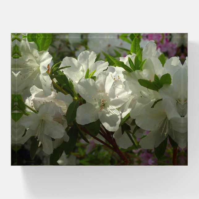 Sunlit White Azaleas Beautiful Spring Flowers Paperweight (Front)