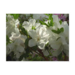 Sunlit White Azaleas Beautiful Spring Flowers Postcard