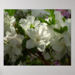 Sunlit White Azaleas Beautiful Spring Flowers Poster