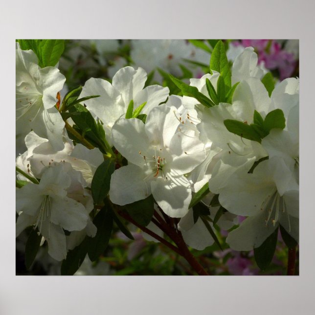 Sunlit White Azaleas Beautiful Spring Flowers Poster (Front)