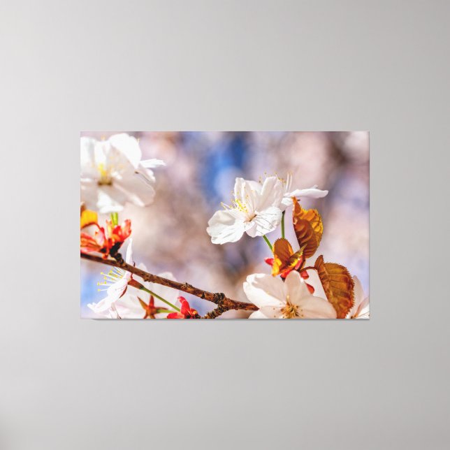 Sunlit White Sakura Flower And Orange Leaves Canvas Print (Front)