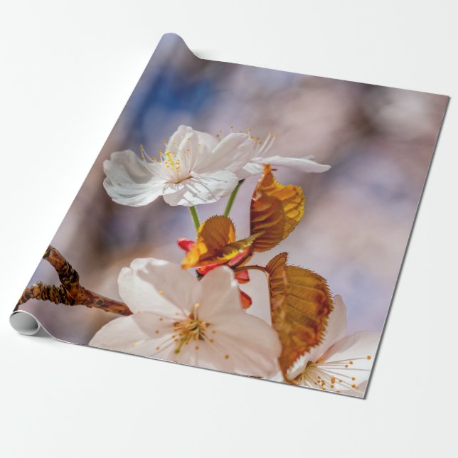 Sunlit White Sakura Flower And Orange Leaves Wrapping Paper (Unrolled)