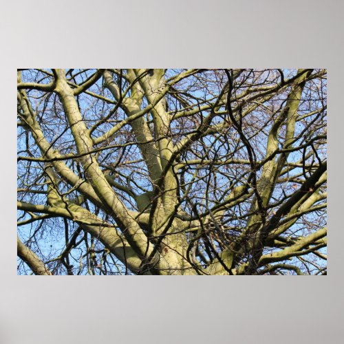 Sunlit Winter Branches Poster