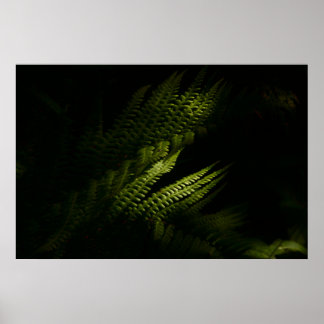 Sunlit woodland ferns (6160)  poster