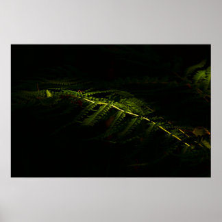 Sunlit woodland ferns (6167)  poster