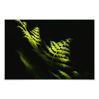 Sunlit woodland ferns (6203) photo print