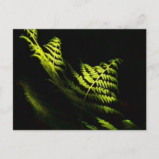 Sunlit woodland ferns (6203) postcard