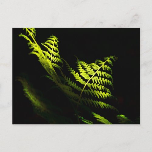 Sunlit woodland ferns 6203  postcard