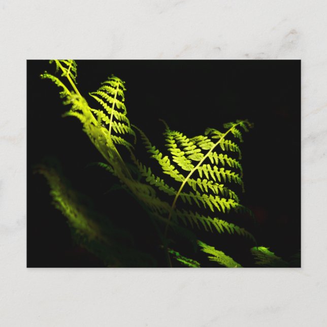 Sunlit woodland ferns (6203)  postcard (Front)