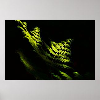 Sunlit woodland ferns (6203) poster