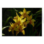 Sunlit Yellow Orchids Floral