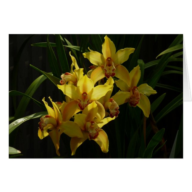Sunlit Yellow Orchids Floral Cards (Front Horizontal)