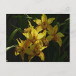 Sunlit Yellow Orchids Floral Postcard